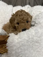 Freedom , a male Miniature Goldendoodle for sale in Bloomington, IN – 1 of 9