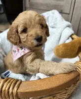 Liberty, a female Miniature Goldendoodle for sale in Bloomington, IN – 7 of 10