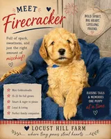 Firecracker , a male Miniature Goldendoodle for sale in Bloomington, IN – 1 of 9