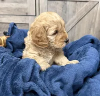 Firecracker , a male Miniature Goldendoodle for sale in Bloomington, IN – 6 of 9