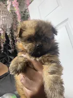 Phoenix, a female Shihpoo and Pomeranian for sale in Saint Louis, MO – 4 of 5