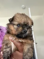Phoenix, a female Shihpoo and Pomeranian for sale in Saint Louis, MO – 2 of 5