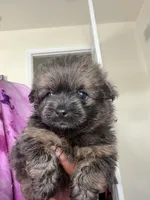 Tyson , a male Shihpoo and Pomeranian for sale in Saint Louis, MO – 5 of 6