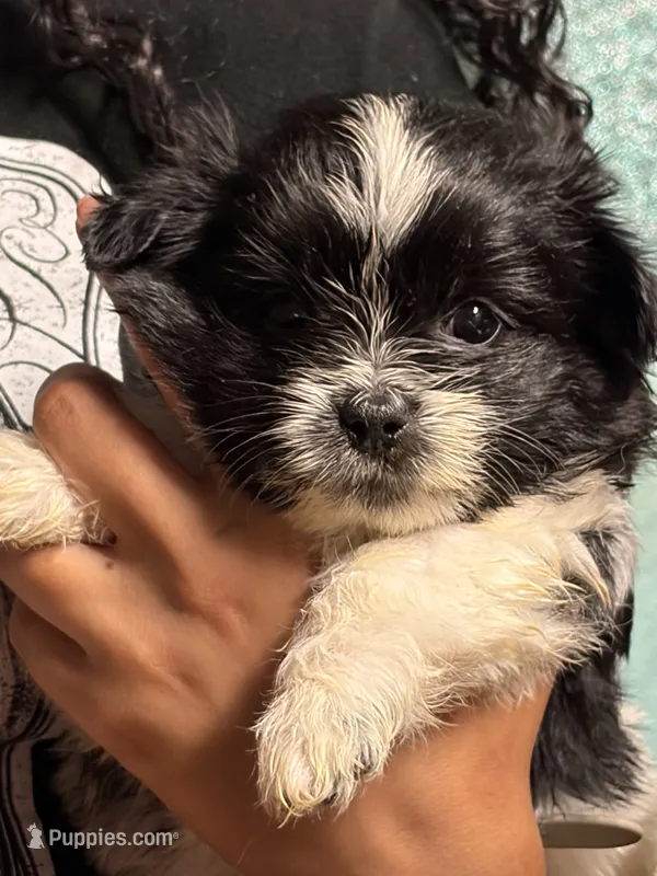 Indie – Pomeranian, Shih Tzu puppy for sale in St. Louis, MO