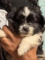 Indie, a female Pomeranian and Shih Tzu for sale in St. Louis, MO – 1 of 4