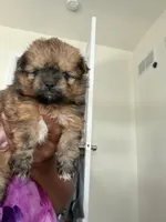 Phoenix, a female Shihpoo and Pomeranian for sale in Saint Louis, MO – 3 of 5