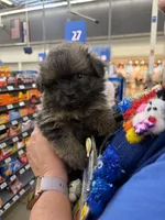 Tyson , a male Shihpoo and Pomeranian for sale in Saint Louis, MO – 4 of 6