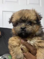 Phoenix, a female Shihpoo and Pomeranian for sale in Saint Louis, MO – 3 of 5