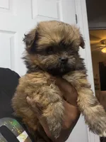 Phoenix, a female Shihpoo and Pomeranian for sale in Saint Louis, MO – 1 of 5