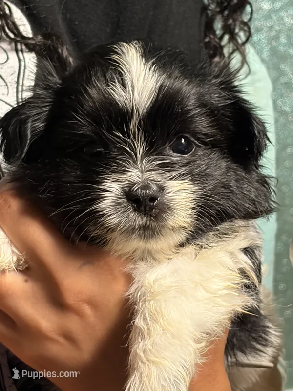 Indie – Pomeranian, Shih Tzu puppy for sale in St. Louis, MO
