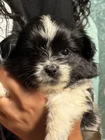 Indie, a female Pomeranian and Shih Tzu for sale in St. Louis, MO – 1 of 3