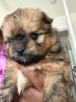Phoenix, a female Shihpoo and Pomeranian for sale in Saint Louis, MO – 1 of 5