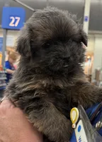 Tyson , a male Shihpoo and Pomeranian for sale in Saint Louis, MO – 3 of 6