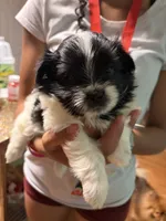 Indie, a female Pomeranian and Shih Tzu for sale in St. Louis, MO – 3 of 4