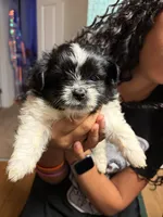 Indie, a female Pomeranian and Shih Tzu for sale in St. Louis, MO – 3 of 3