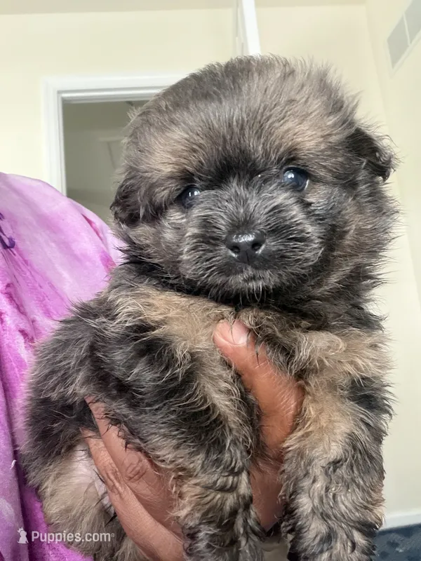 Tyson  – Shihpoo, Pomeranian puppy for sale in Saint Louis, MO