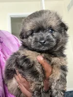 Tyson , a male Shihpoo and Pomeranian for sale in Saint Louis, MO – 1 of 6