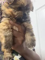 Phoenix, a female Shihpoo and Pomeranian for sale in Saint Louis, MO – 2 of 5