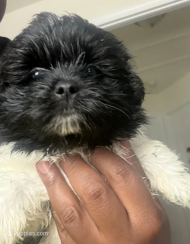 Diamond  – Pomeranian, Shih Tzu puppy for sale in St. Louis, MO