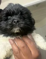 Diamond , a female Pomeranian and Shih Tzu for sale in St. Louis, MO – 1 of 4