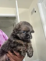Tyson , a male Shihpoo and Pomeranian for sale in Saint Louis, MO – 2 of 6