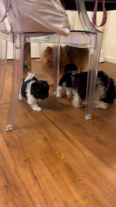 Diamond , a female Pomeranian and Shih Tzu for sale in St. Louis, MO – 4 of 4