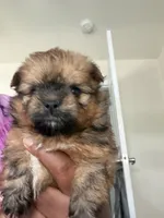 Phoenix, a female Shihpoo and Pomeranian for sale in Saint Louis, MO – 4 of 5