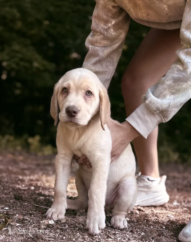 Ronald Reagan 🇺🇸 – Labrador Retriever puppy for sale in Gold Hill, NC
