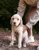 Ronald Reagan 🇺🇸, a male Labrador Retriever for sale in Gold Hill, NC – 1 of 5