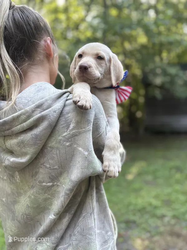 George Washington – Labrador Retriever puppy for sale in Gold Hill, NC