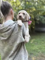 George Washington🐾🧭, a male Labrador Retriever for sale in Gold Hill, NC – 1 of 6