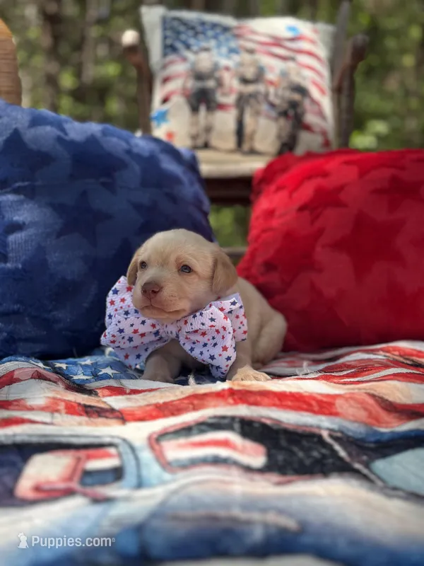 Ronald Reagan – Labrador Retriever puppy for sale in Gold Hill, NC