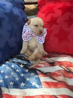 Ronald Reagan, a male Labrador Retriever for sale in Gold Hill, NC – Photo 2 of 2