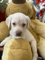 Gerald Ford (FORD), a male Labrador Retriever for sale in Gold Hill, NC – 4 of 6