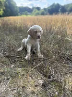 Samual Adams 🐾 📜, a male Labrador Retriever for sale in Gold Hill, NC – 7 of 9