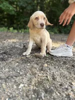Ronald Reagan 🇺🇸, a male Labrador Retriever for sale in Gold Hill, NC – 5 of 5