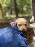 Bill Clinton B.C, a male Labrador Retriever for sale in Gold Hill, NC – Photo 2 of 3