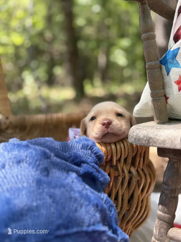 Bill Clinton B.C – Labrador Retriever puppy for sale in Gold Hill, NC
