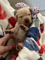 Aunt Bee (BEE), a female Labrador Retriever for sale in Gold Hill, NC – Photo 2 of 4