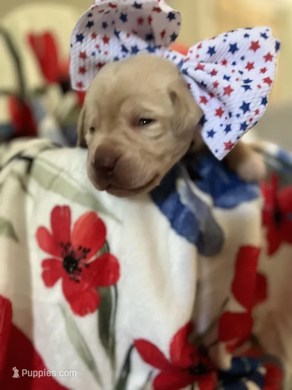 Aunt Bee (BEE) – Labrador Retriever puppy for sale in Gold Hill, NC