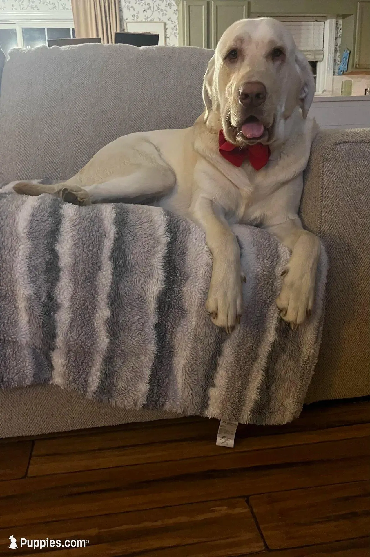 Aunt Bee (BEE), a female Labrador Retriever for sale in Gold Hill, NC – Photo 4 of 4