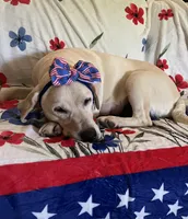 Aunt Bee (BEE), a female Labrador Retriever for sale in Gold Hill, NC – Photo 3 of 4