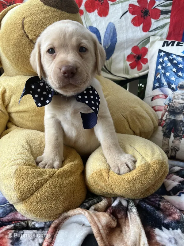 Barney – Labrador Retriever puppy for sale in Gold Hill, NC