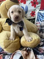 Barney, a male Labrador Retriever for sale in Gold Hill, NC – 1 of 8