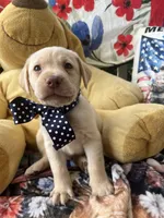 Barney, a male Labrador Retriever for sale in Gold Hill, NC – 2 of 8