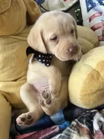 Barney, a male Labrador Retriever for sale in Gold Hill, NC – 3 of 8