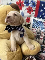 Barney, a male Labrador Retriever for sale in Gold Hill, NC – 4 of 8