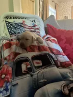 Barney, a male Labrador Retriever for sale in Gold Hill, NC – Photo 4 of 4