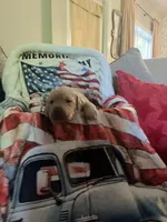 Barney, a male Labrador Retriever for sale in Gold Hill, NC – Photo 3 of 4