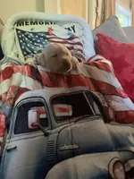 Barney, a male Labrador Retriever for sale in Gold Hill, NC – Photo 1 of 4